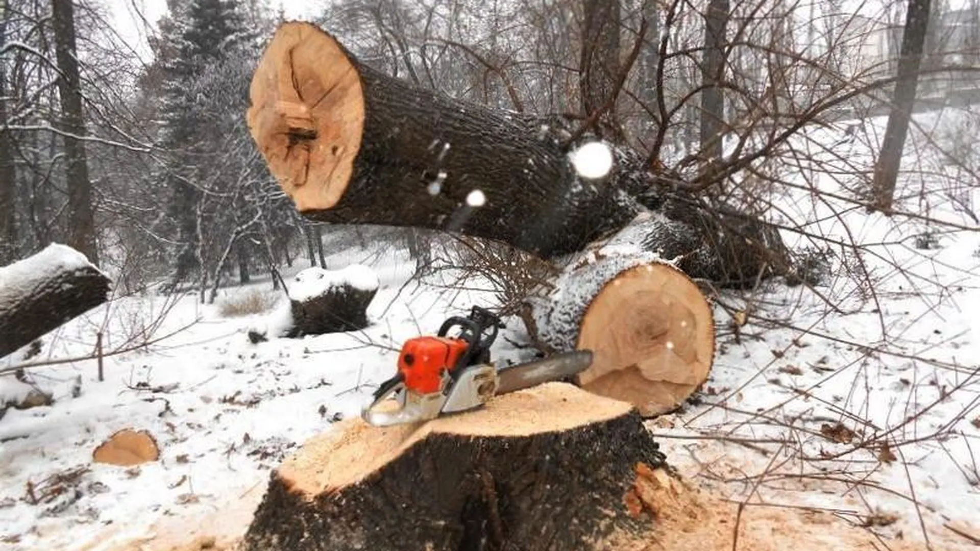 Более 300 аварийных деревьев вырубили на территории лесфонда Подмосковья с начала года
