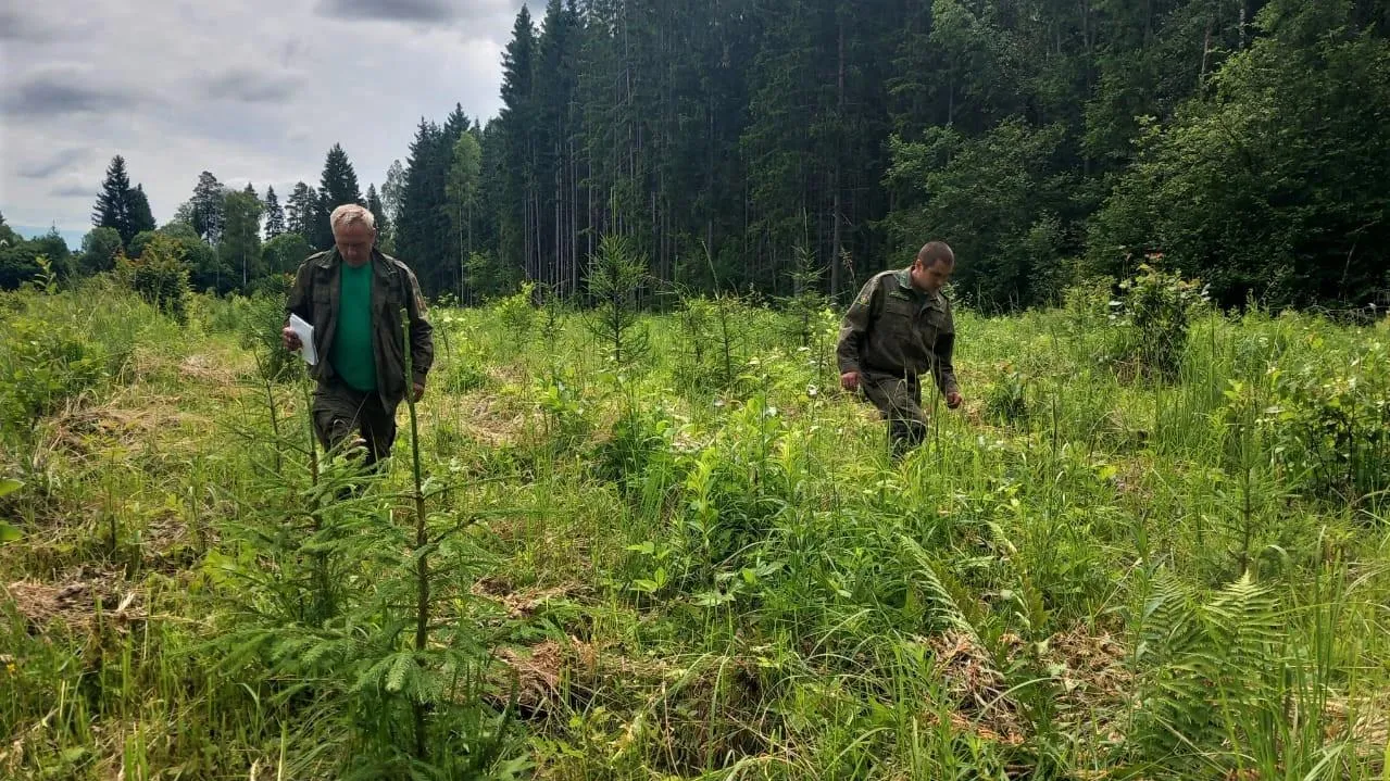 Уход за лесными культурами выполнен более чем на 50% в Волоколамском округе