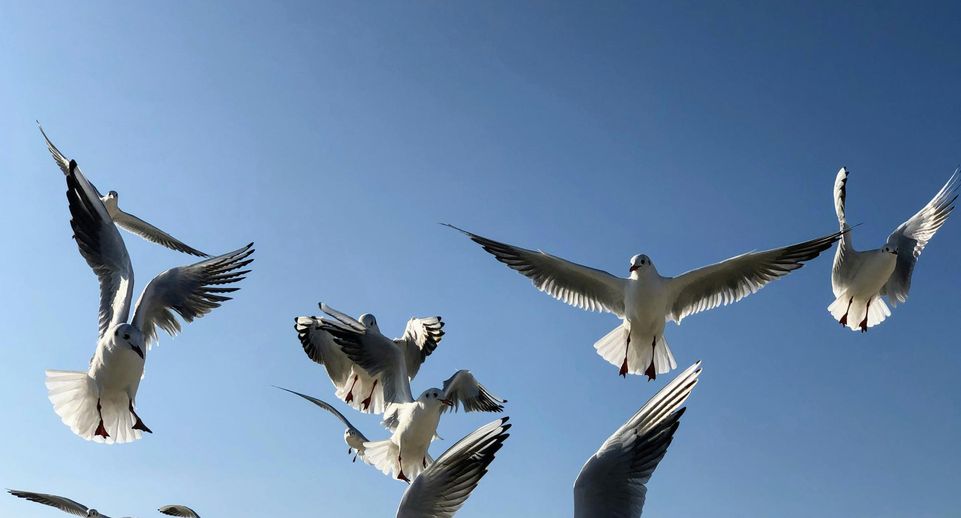 Эксперт Мишин: в борьбе с чайками эффективны дроны-муляжи ловчих птиц