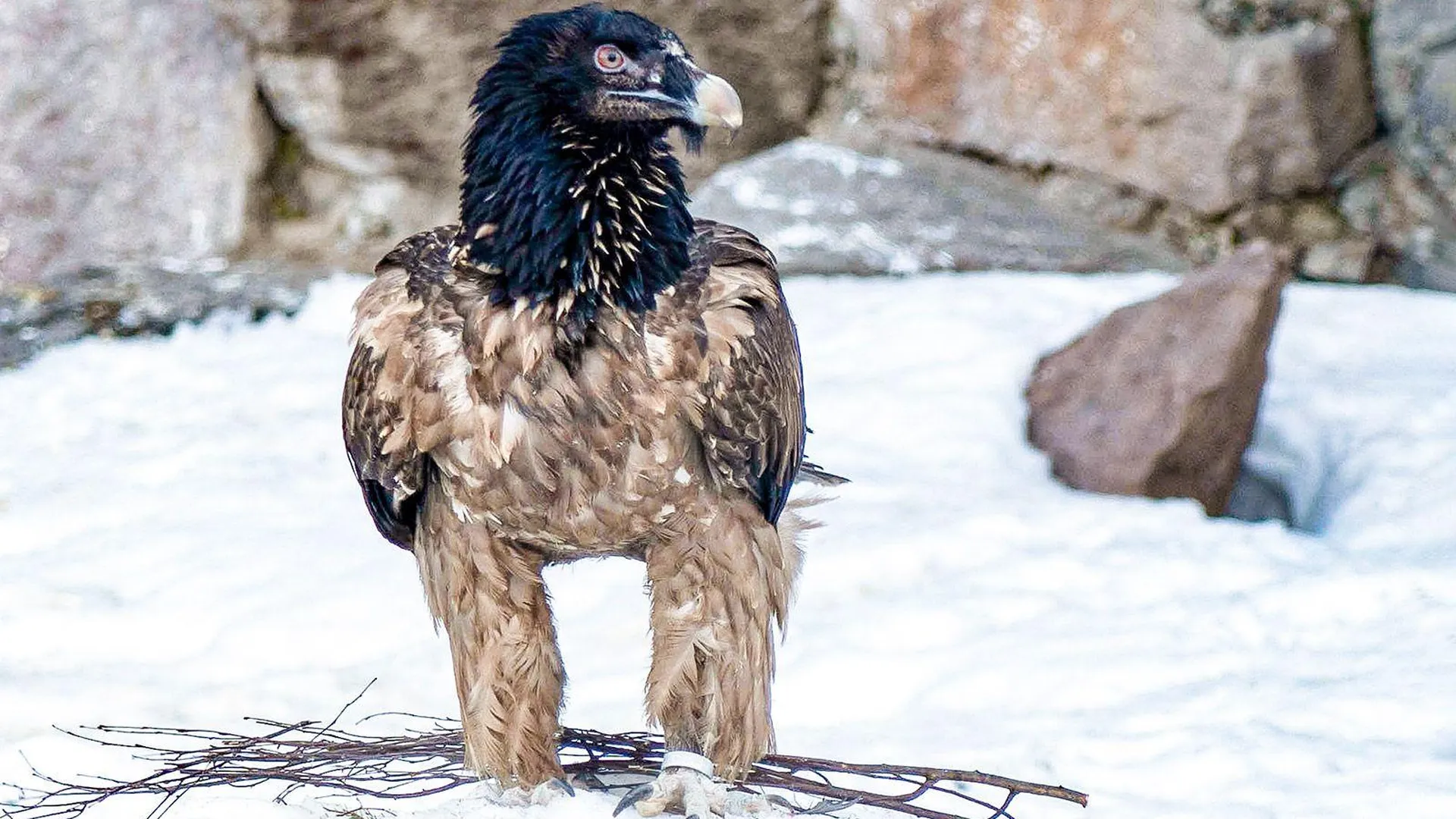 В Московском зоопарке поселился гигантский пернатый хищник