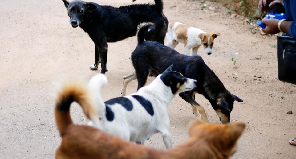 Зоозащитница Дмитриева: использование собак для мыла — дорогая инициатива