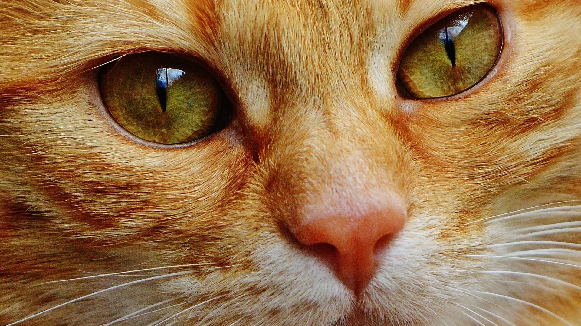 В Краснодаре женщина изводит соседей нелегальным приютом для 50 кошек в квартире