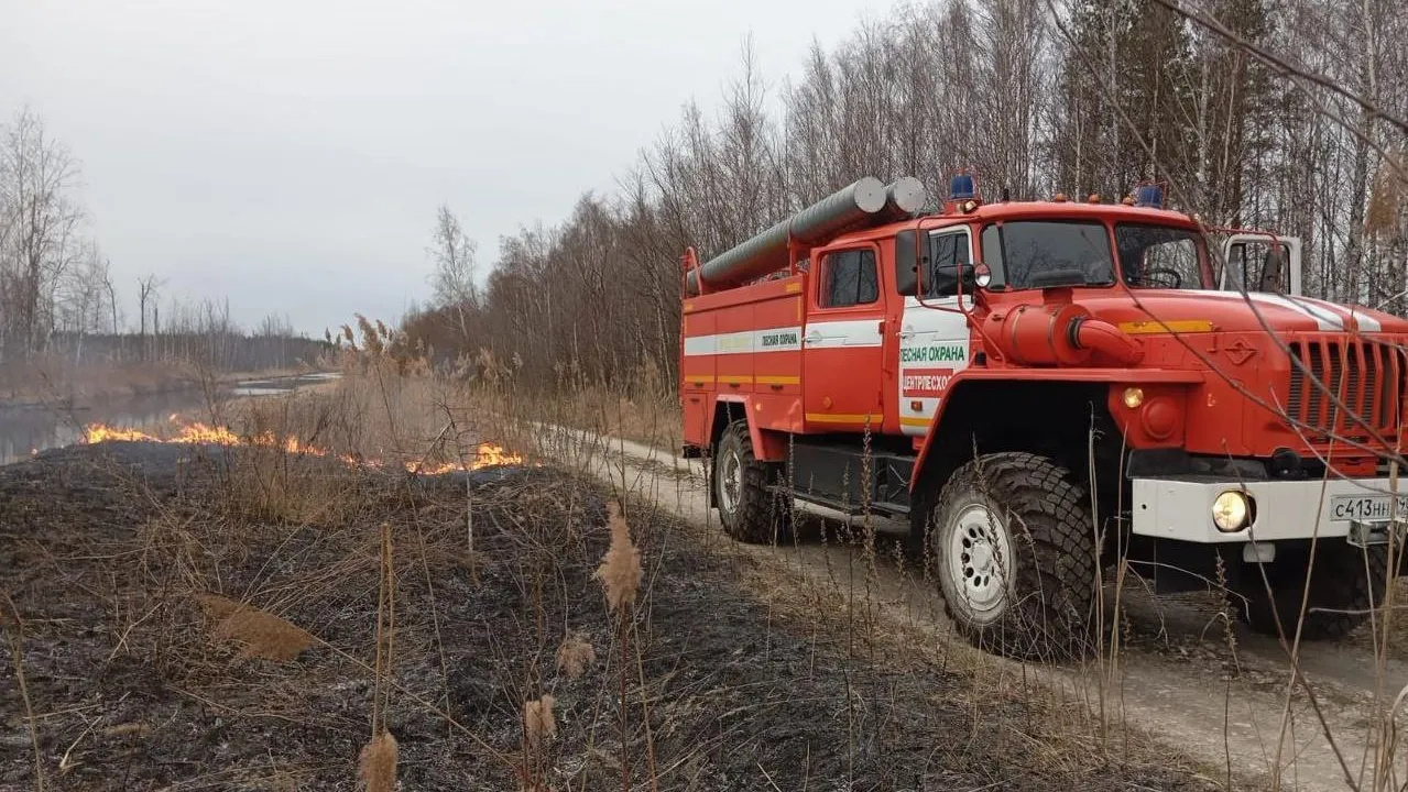 Лесной пожар ликвидировали в Шатуре