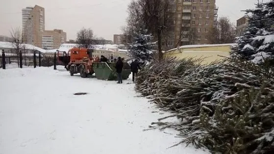 В Подмосковье новогодние деревья принимают на специально обустроенных площадках