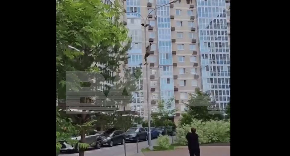 Baza: москвич залез на столб, чтобы спасти запутавшуюся ворону
