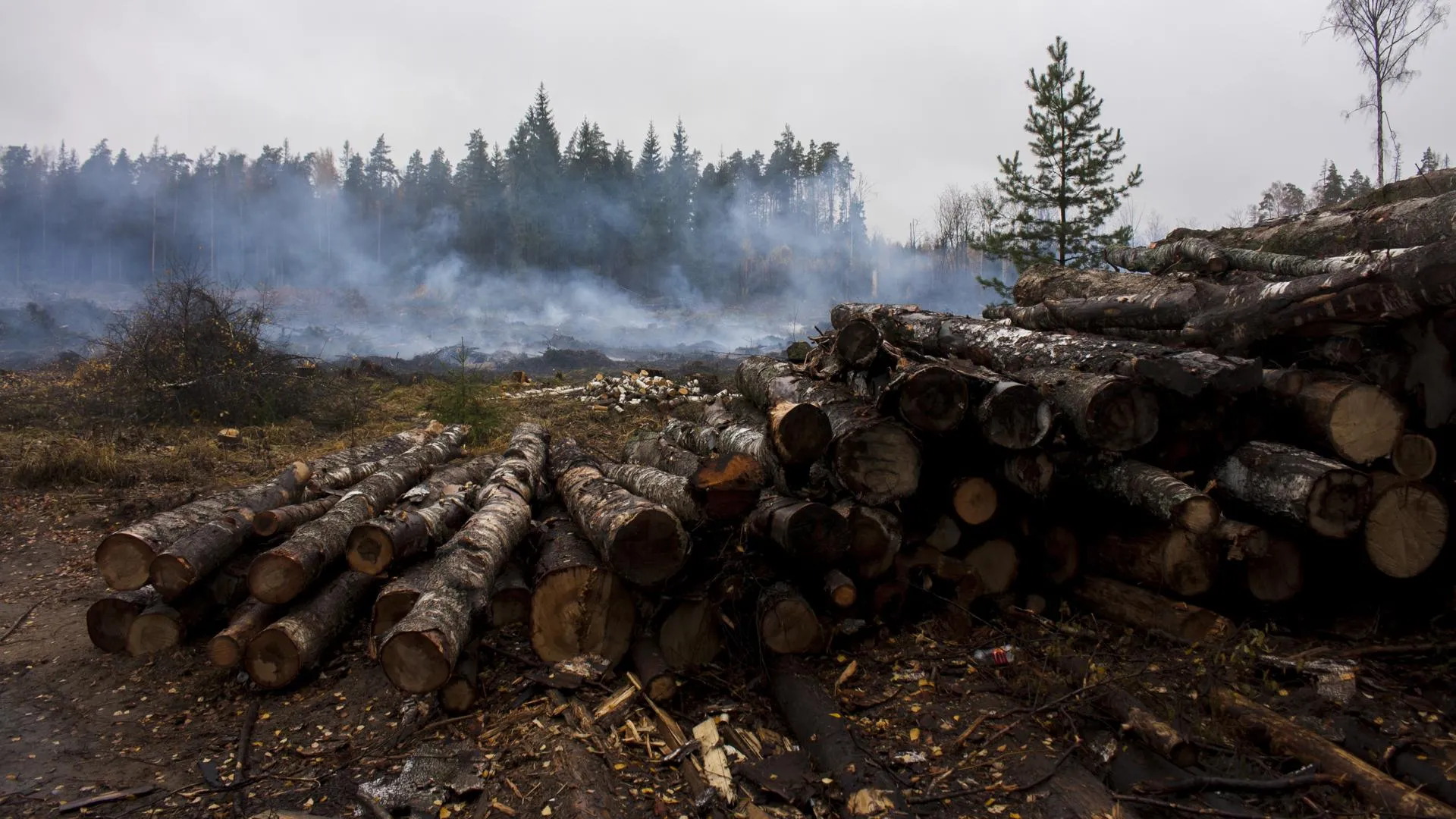 Поваленные деревья уберут на площади 1,3 тыс га в 2017 году в Подмосковье