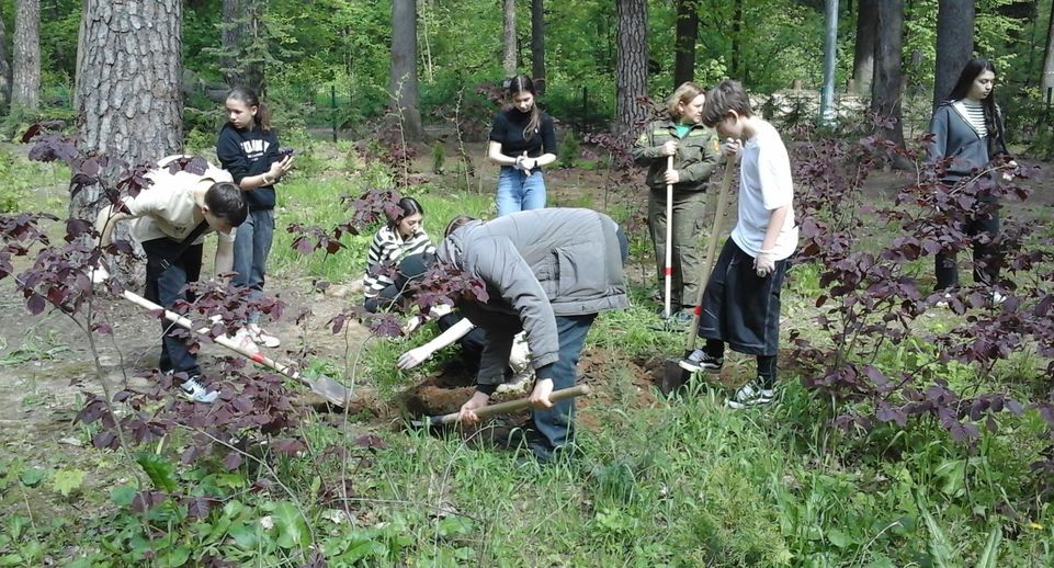 Школьные лесничества обновили коллекцию растений в дендрарии Ногинска