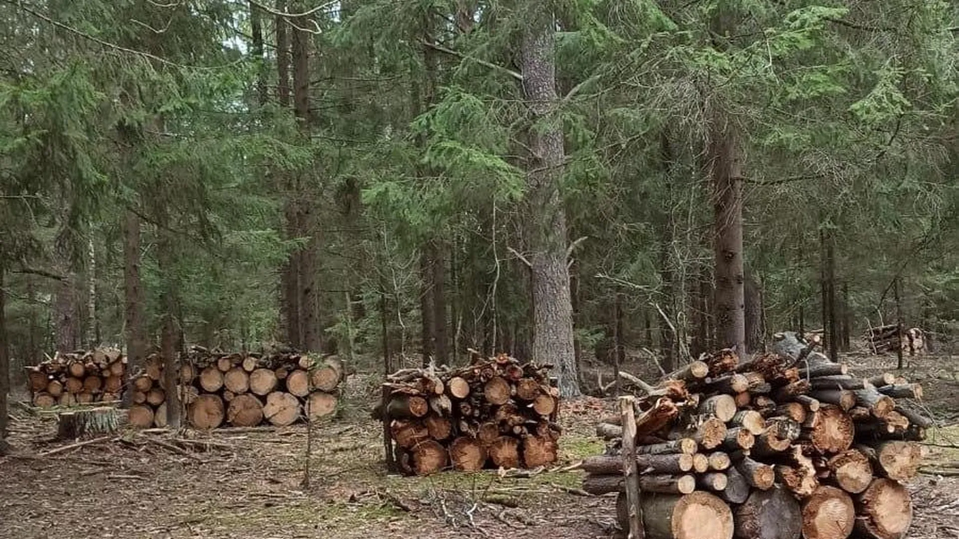 У деревни Новосельцево округа Шатура уберут погибшие деревья