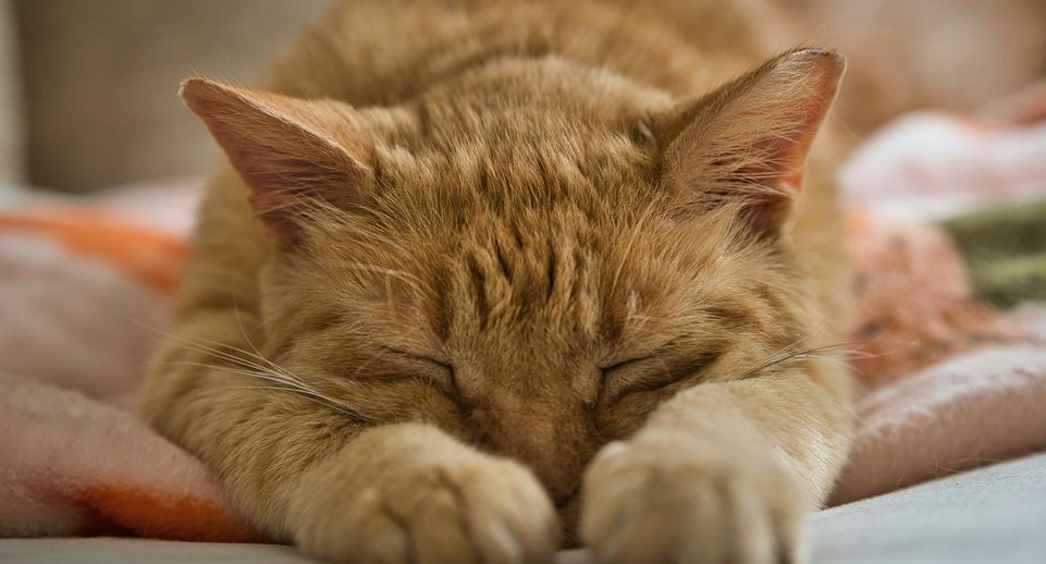 Психолог рекомендовал не спать в одной постели с кошками из-за риска здоровью