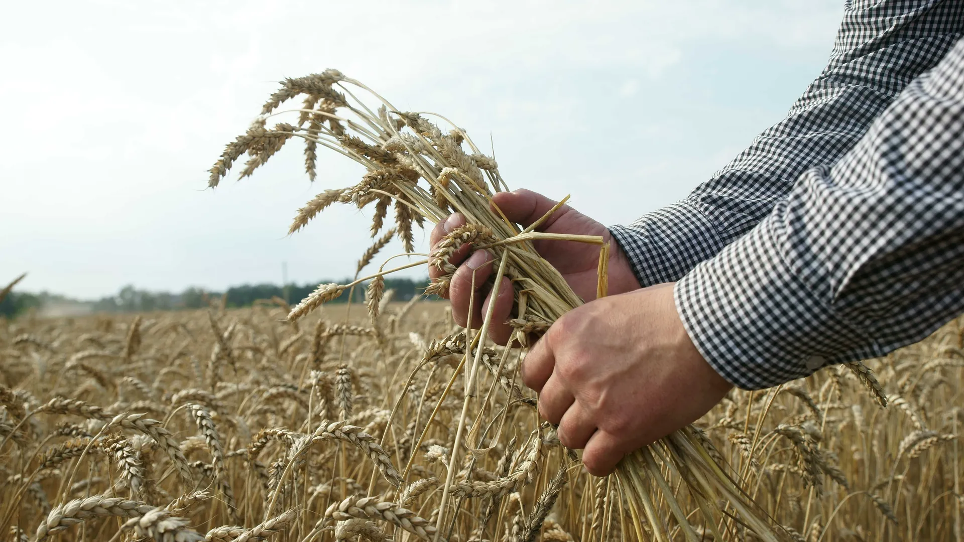 В России рассматривают возможность создания зерновой биржи БРИКС