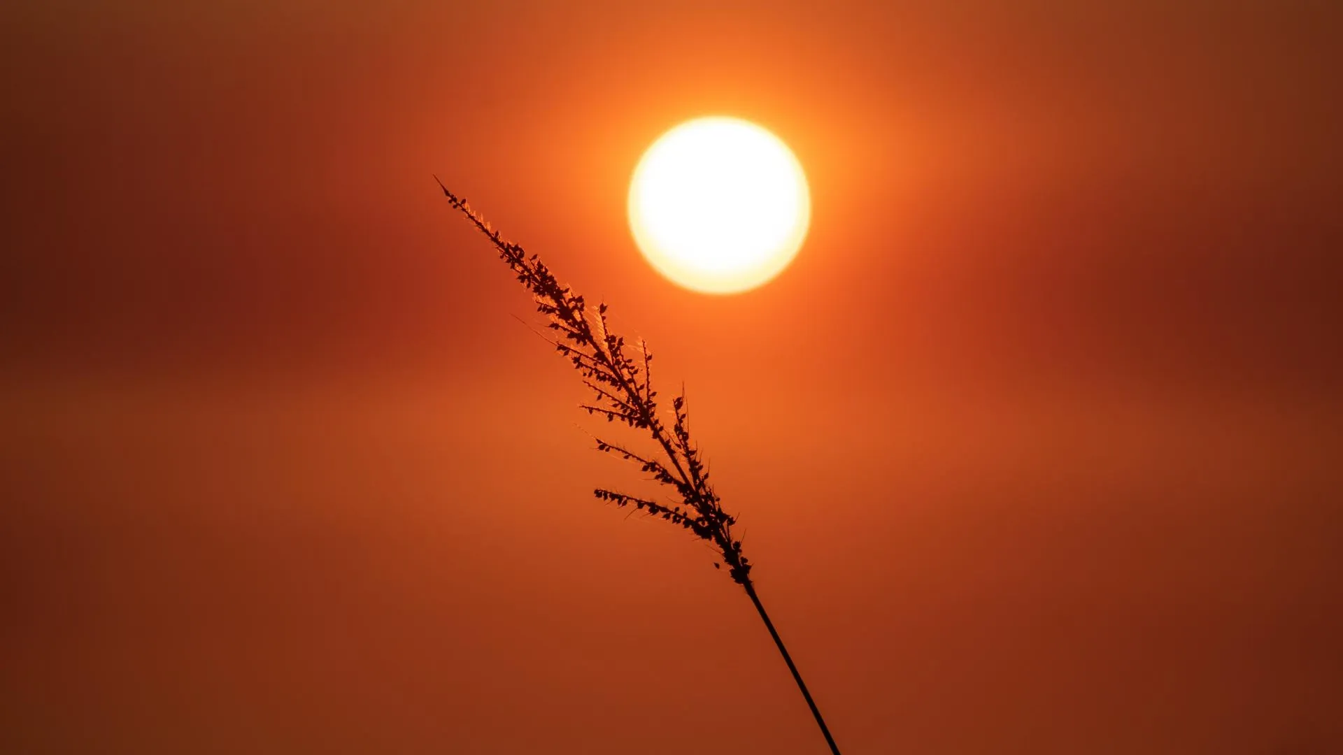«Царьград»: ученые обнаружили огромное пятно на Солнце