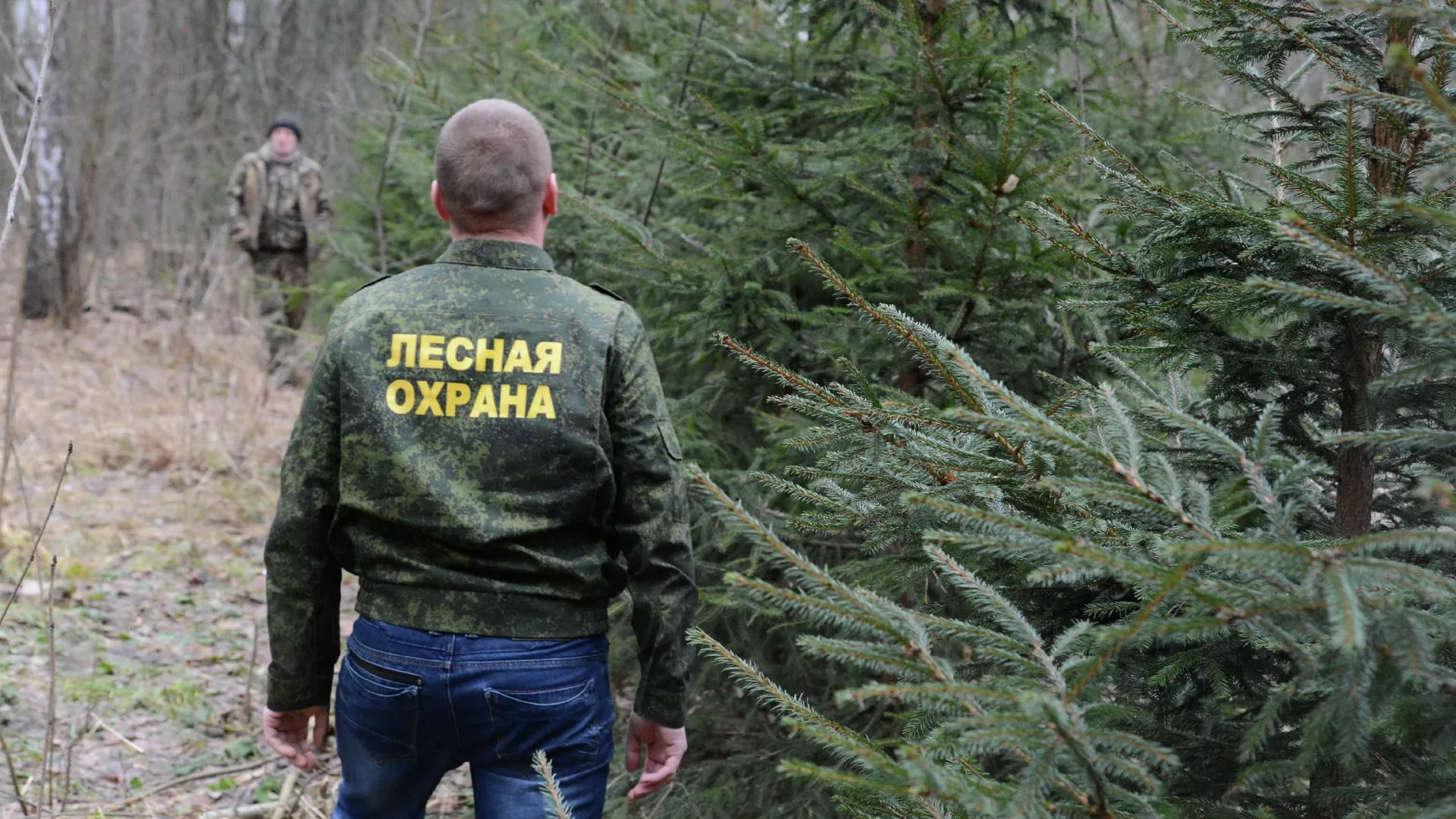 Общественные инспекторы помогли провести 2 тыс рейдов по сохранению леса в Подмосковье