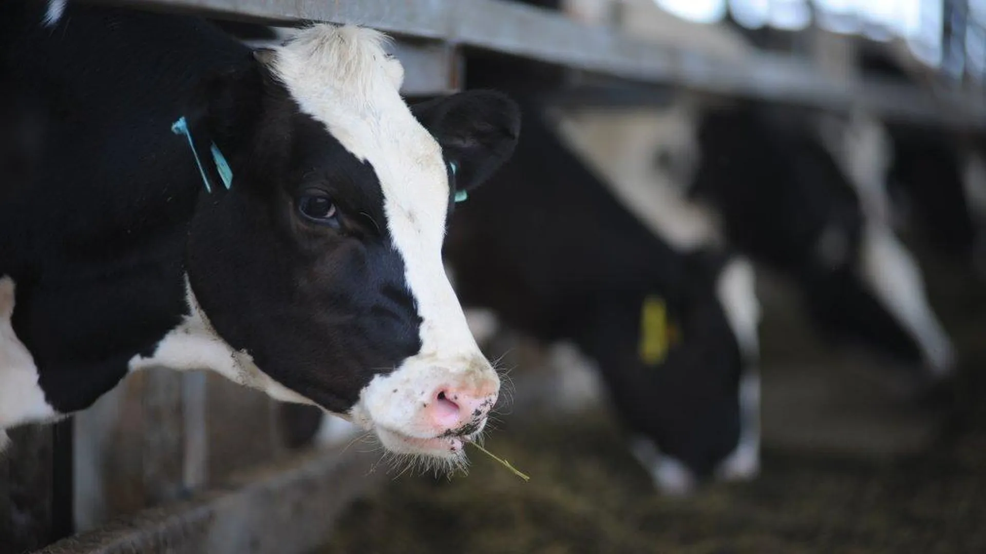 Перечень субсидий на оздоровление от лейкоза скота предложили расширить в Подмосковье