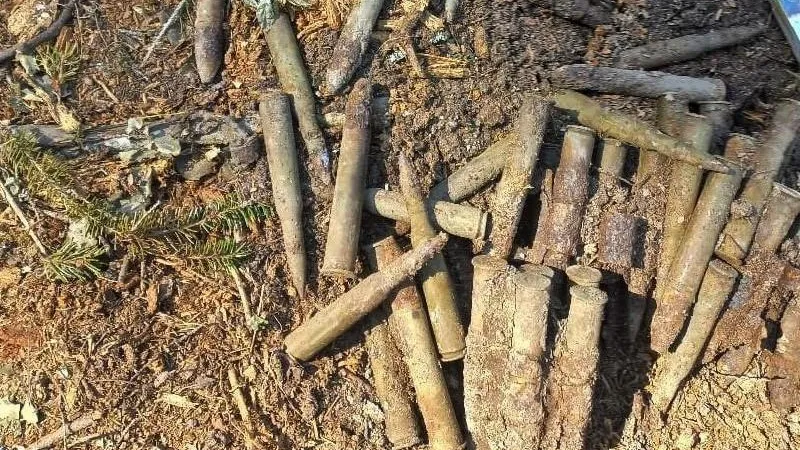 В лесу Рузского округа нашли склад патронов