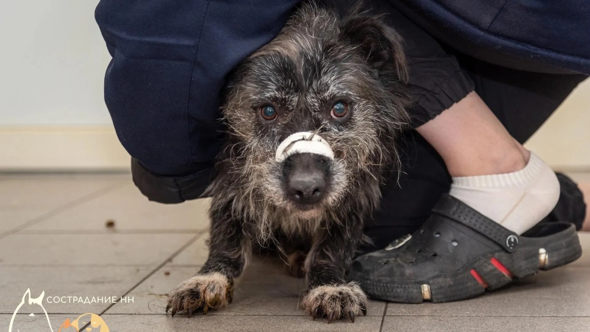 В Нижнем Новгороде спасли собаку Кисточку, которой прострелили лапу