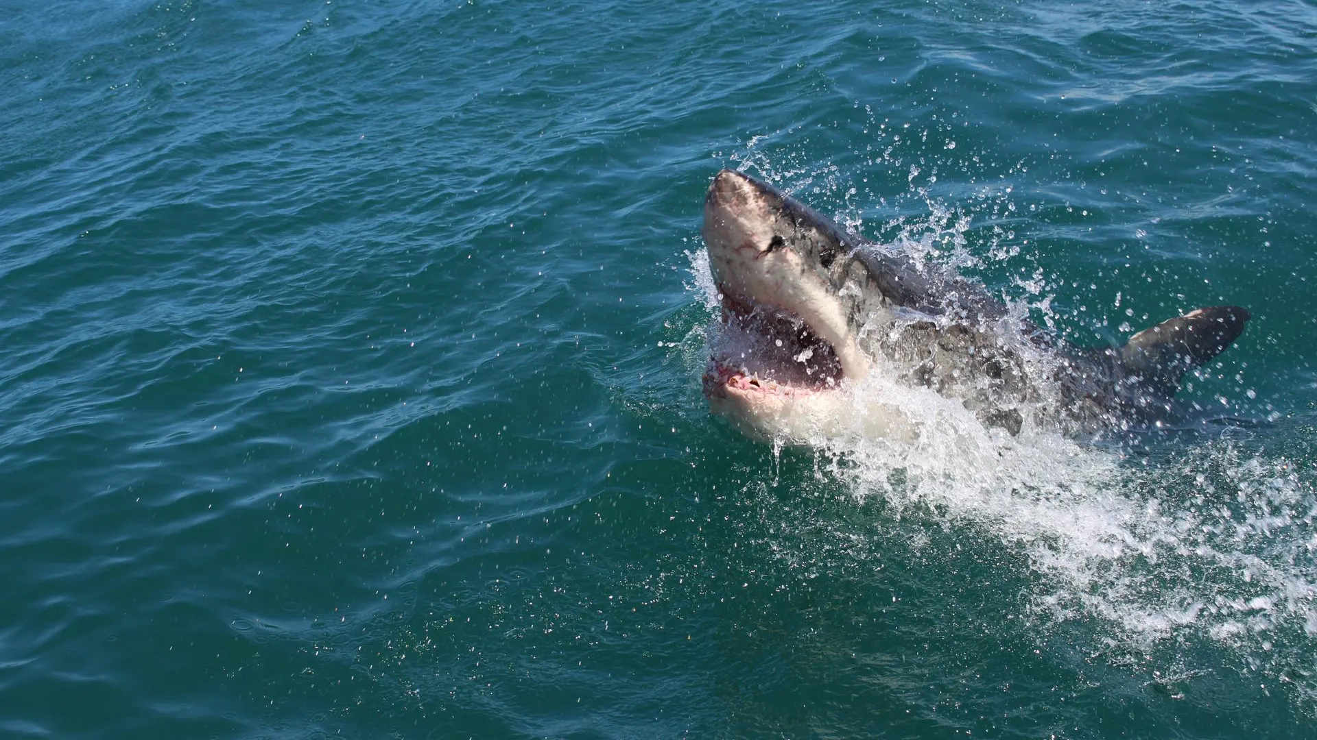 Атаковавшие кругосветную экспедицию акулы приняли катамаран за животное