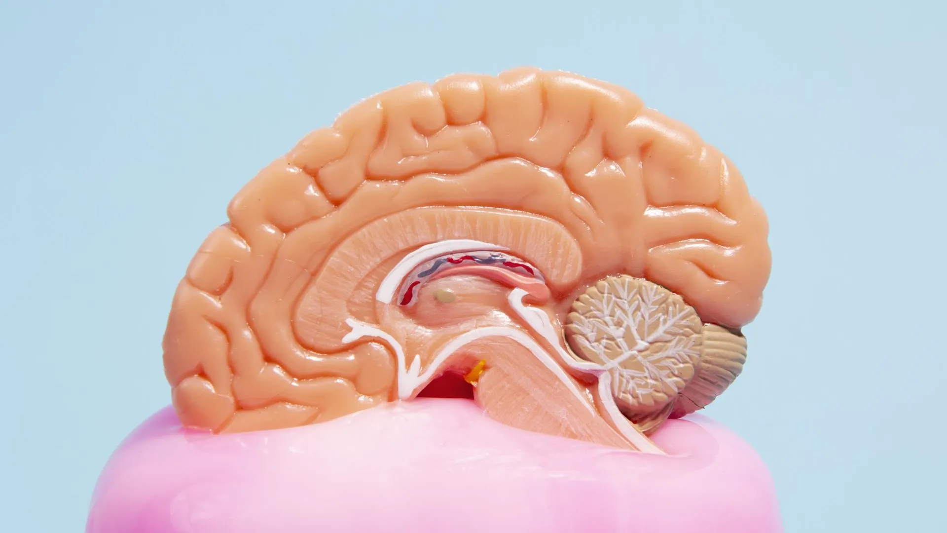 Связь мозга и кишечника: что такое блуждающий нерв и за что он отвечает