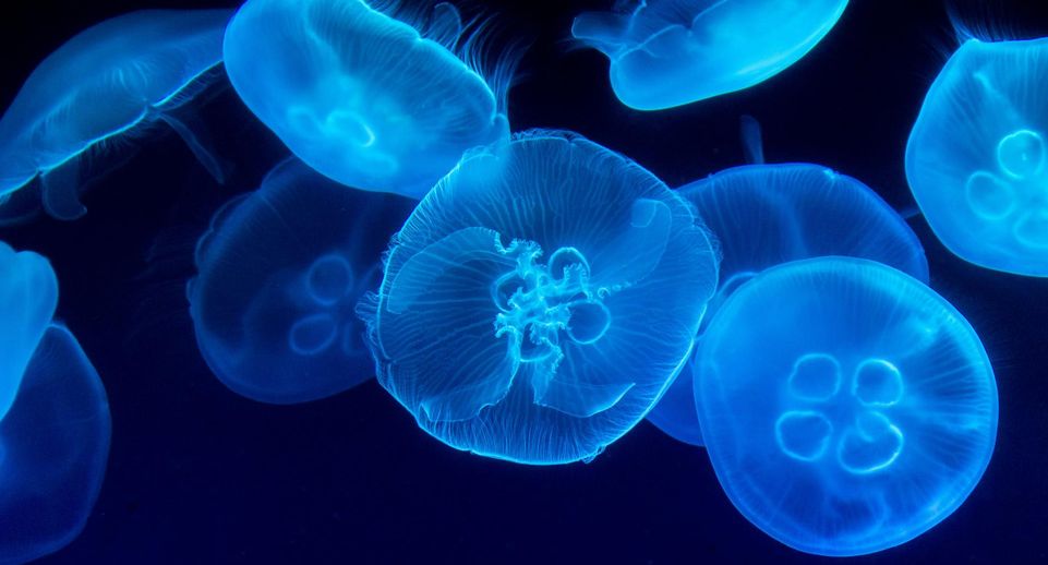 Профессор Темерева: купаться в Крыму при нашествии медуз нельзя