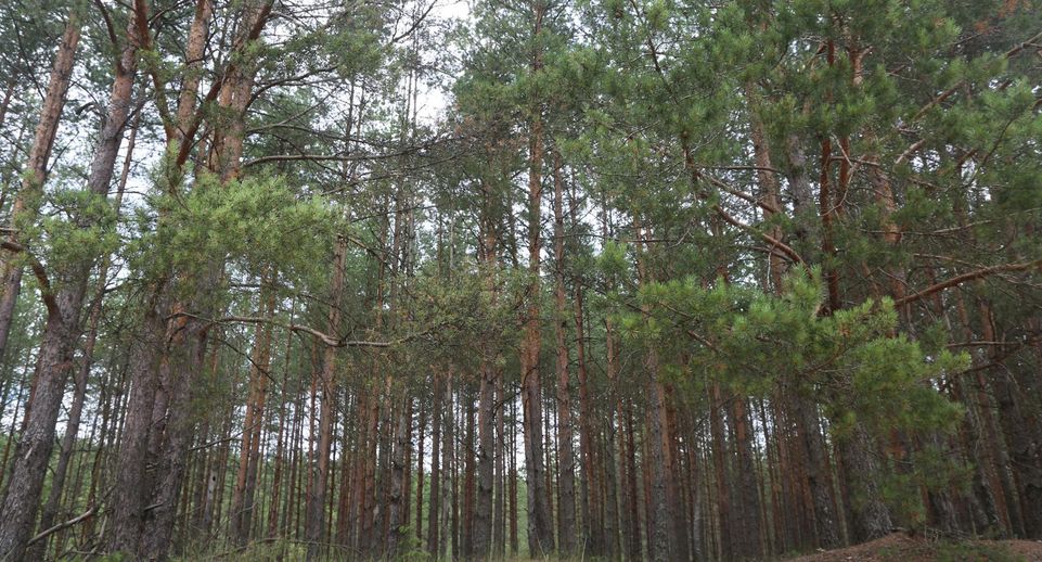 В лесах Подмосковья заблудились 67 человек за июнь