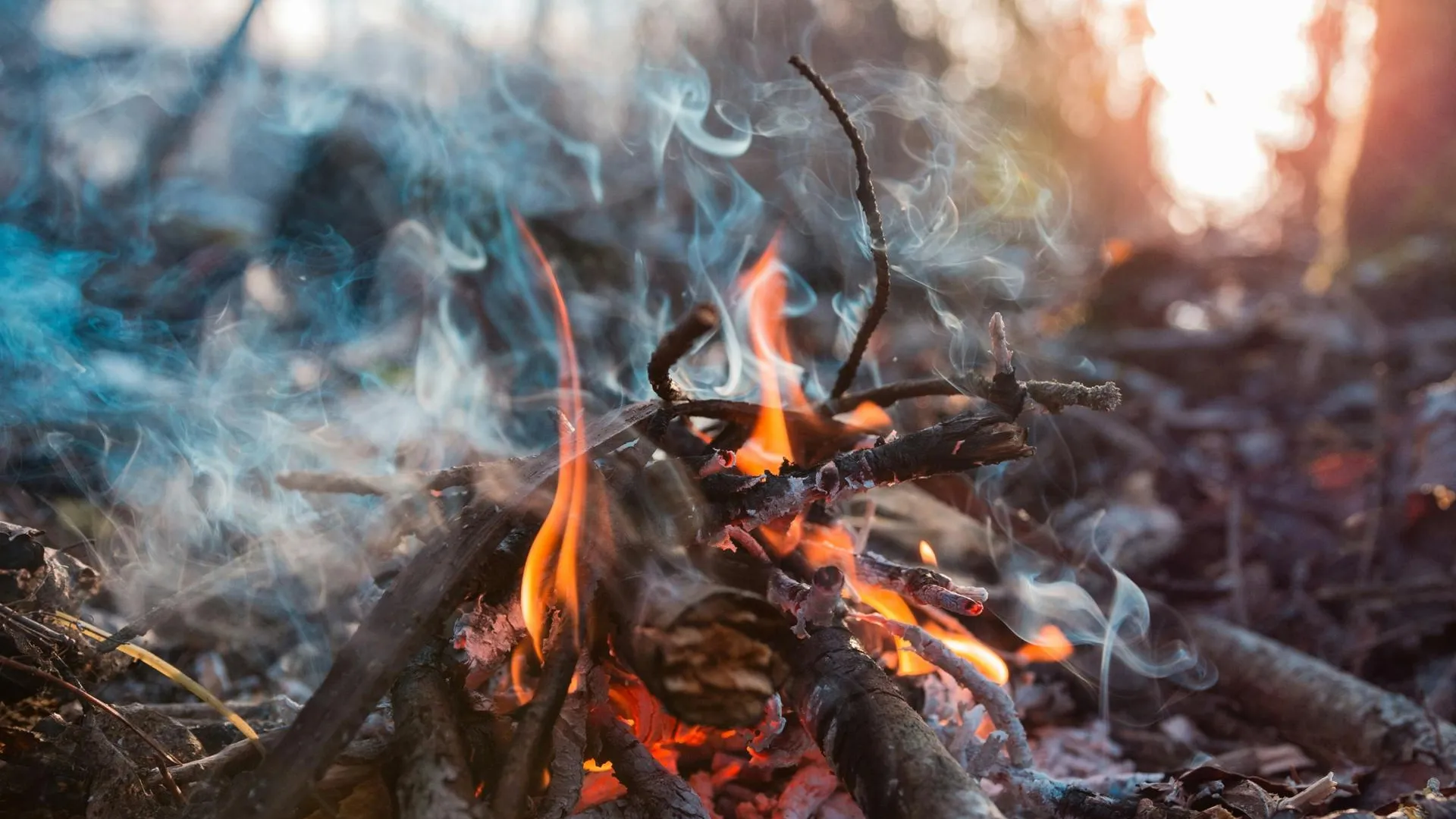 Депутат Мособлдумы назвал решающие факторы борьбы с последствиями лесных пожаров