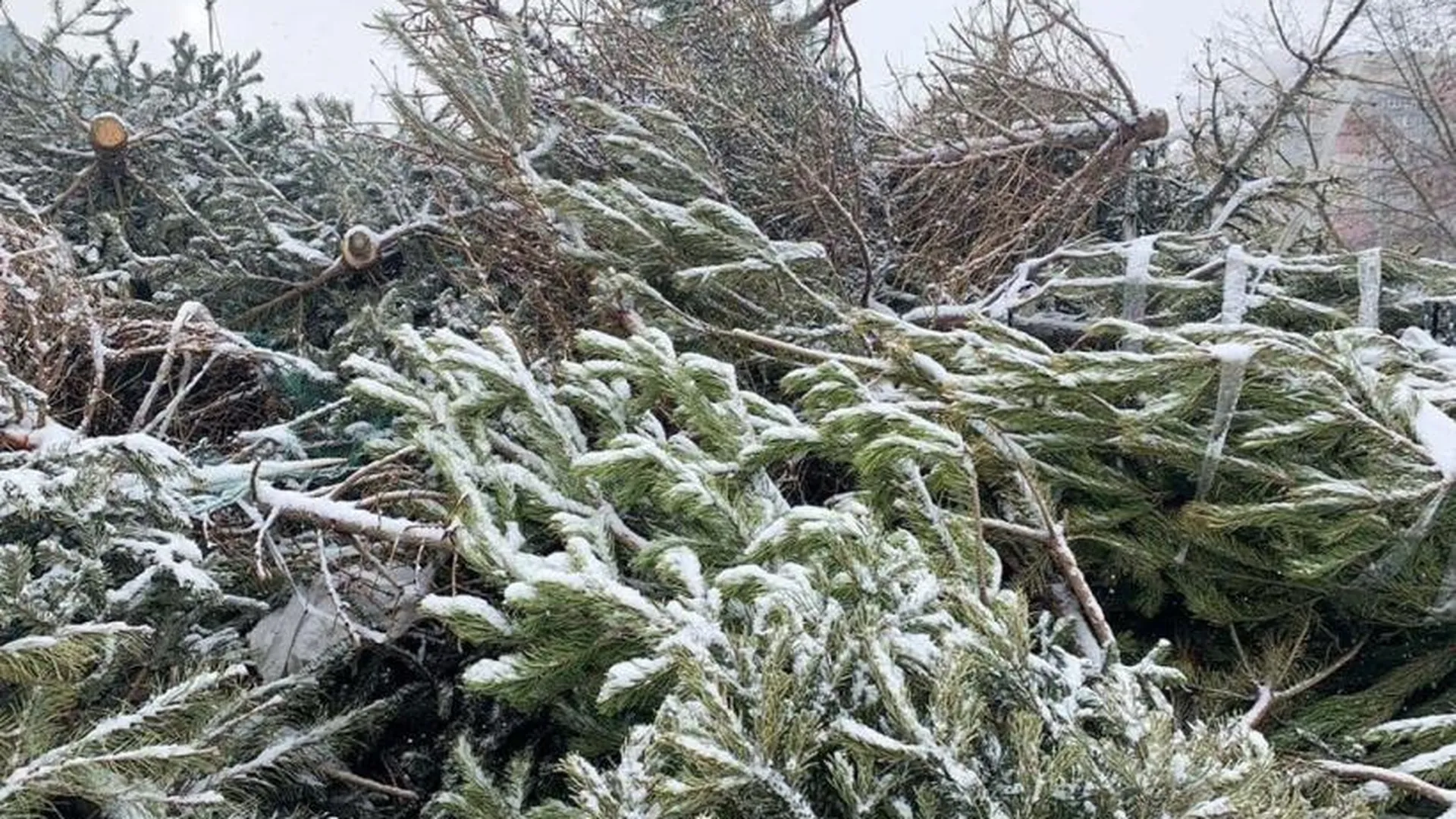 Акция «Подари своей елке вторую жизнь» стартует в Подмосковье 15 января