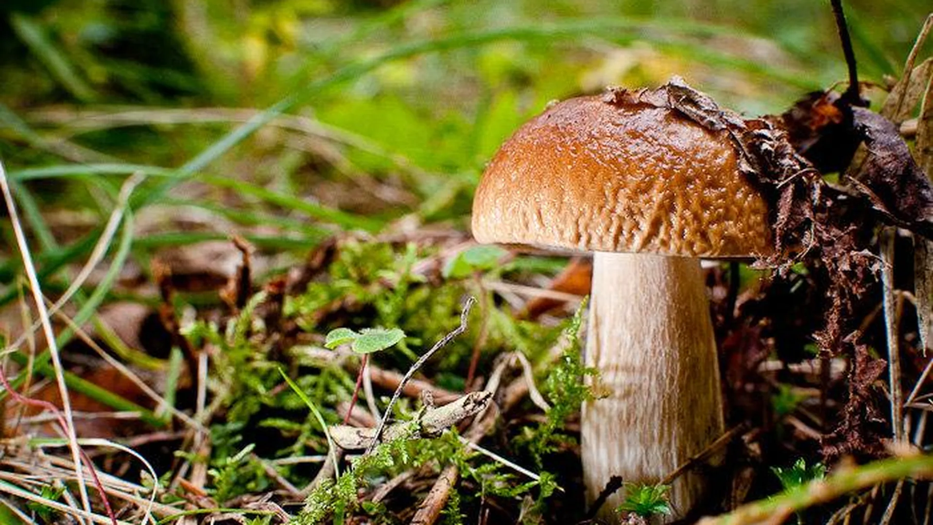 Самые экологически чистые грибы растут на западе Подмосковья