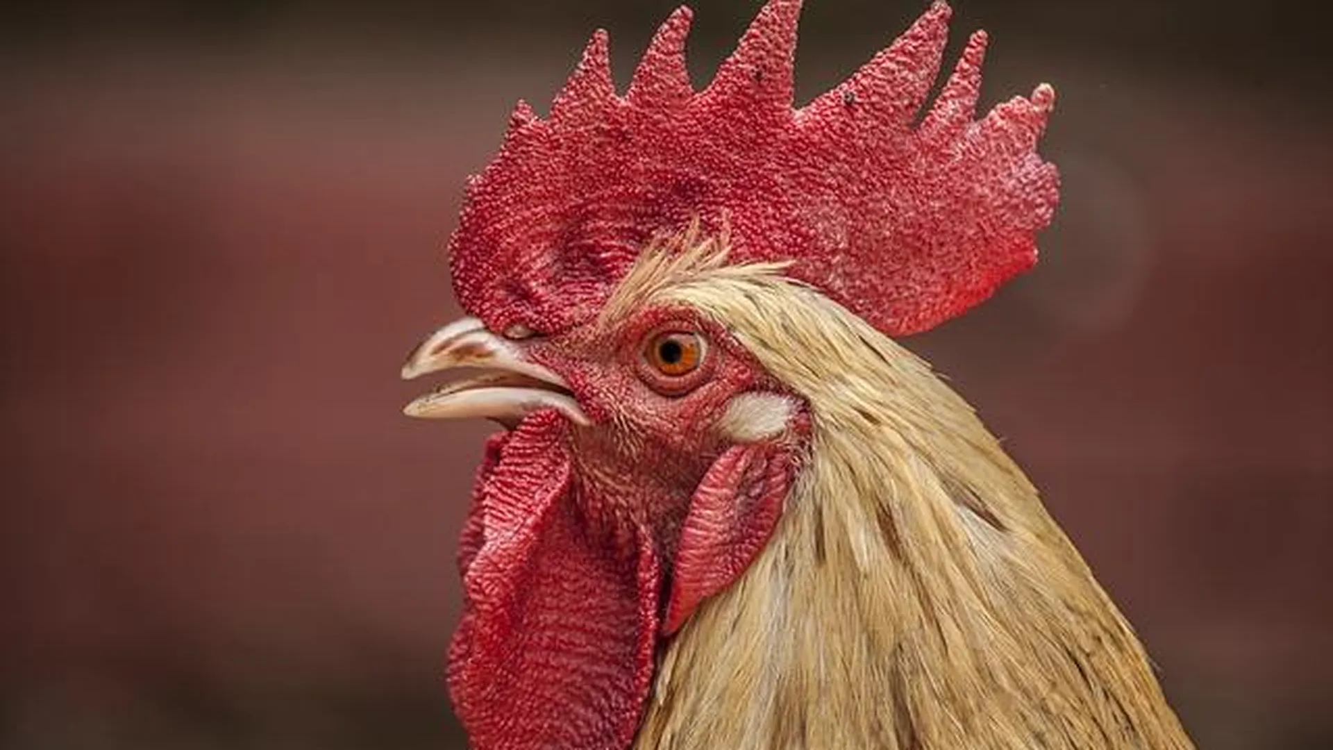 Около 340 тыс птиц уничтожили в Подмосковье из‑за вспышки птичьего гриппа