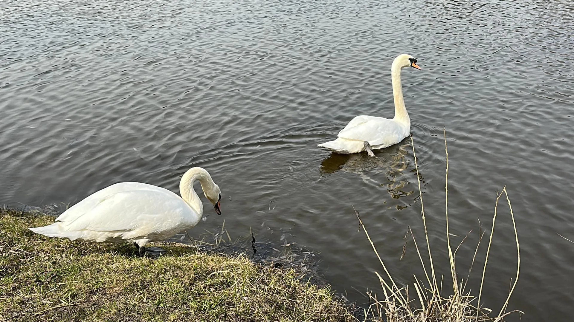 В Солмановский пруд в Одинцово выпустили пару лебедей
