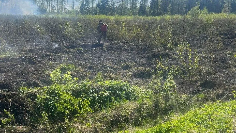 Лесной пожар ликвидирован в Балашихе