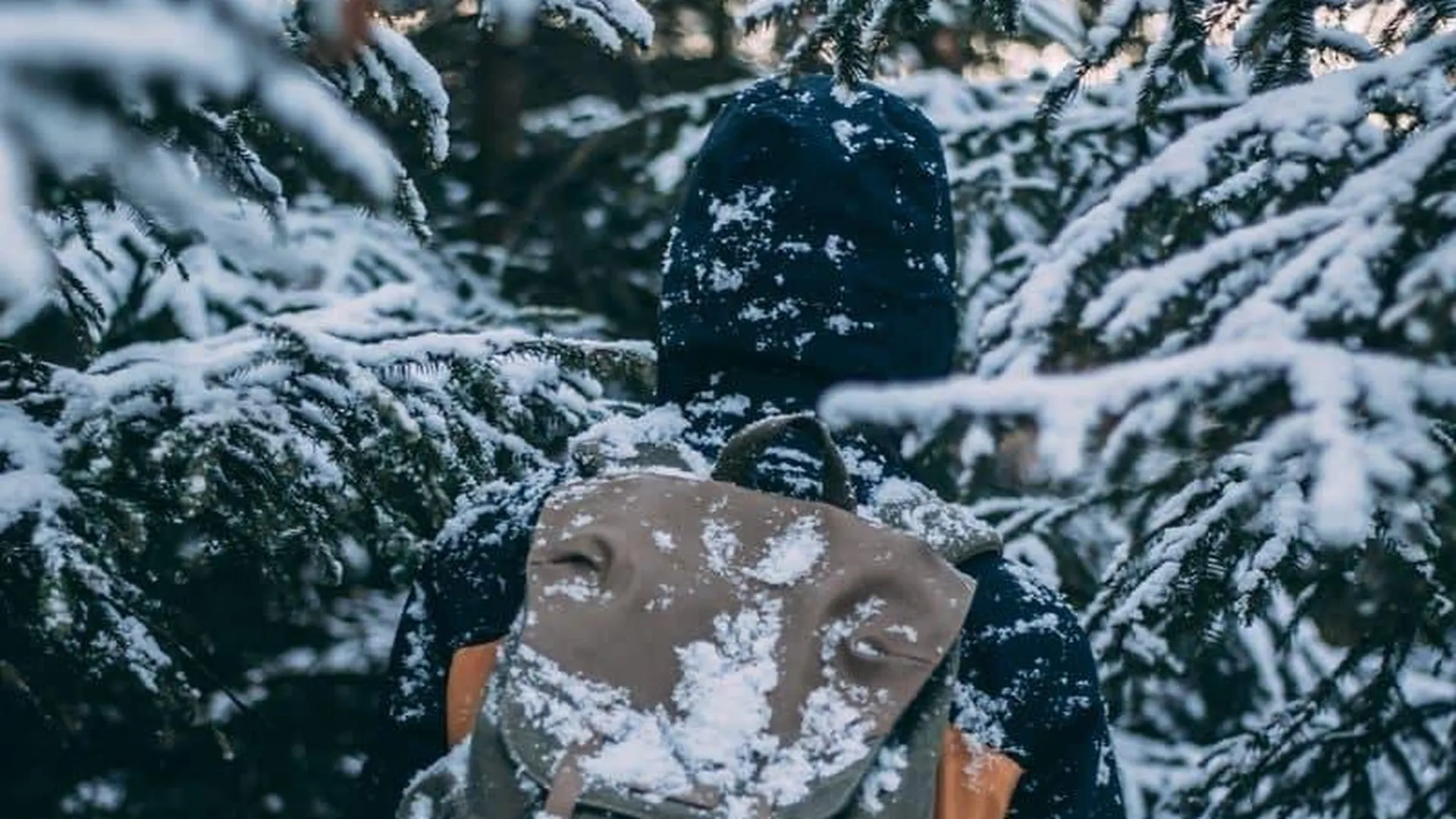 Что делать, если вы заблудились зимой в лесу