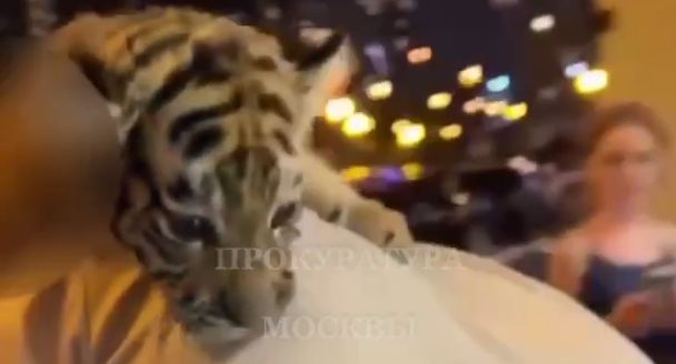 МВД: полицейские изъяли тигренка у водителя иномарки на востоке Москвы