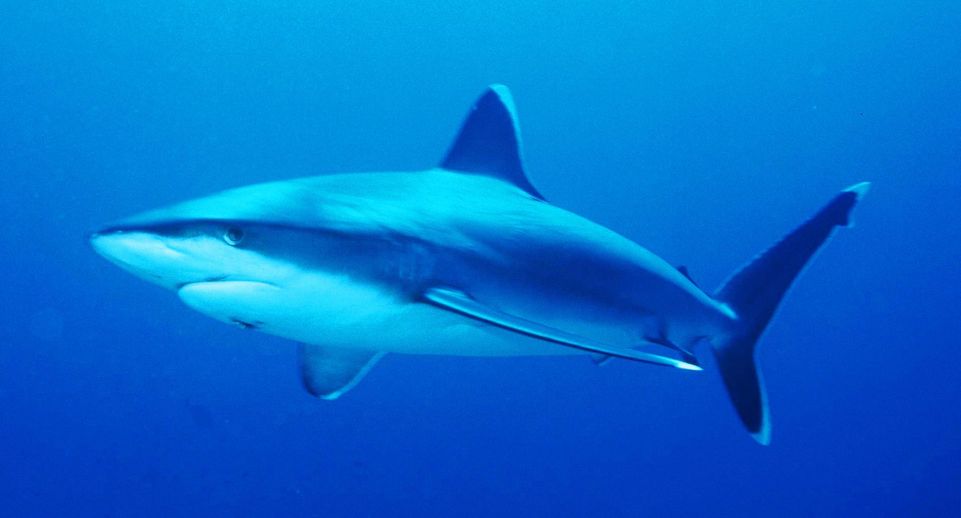 В «Москвариуме» белоперая рифовая акула дала потомство