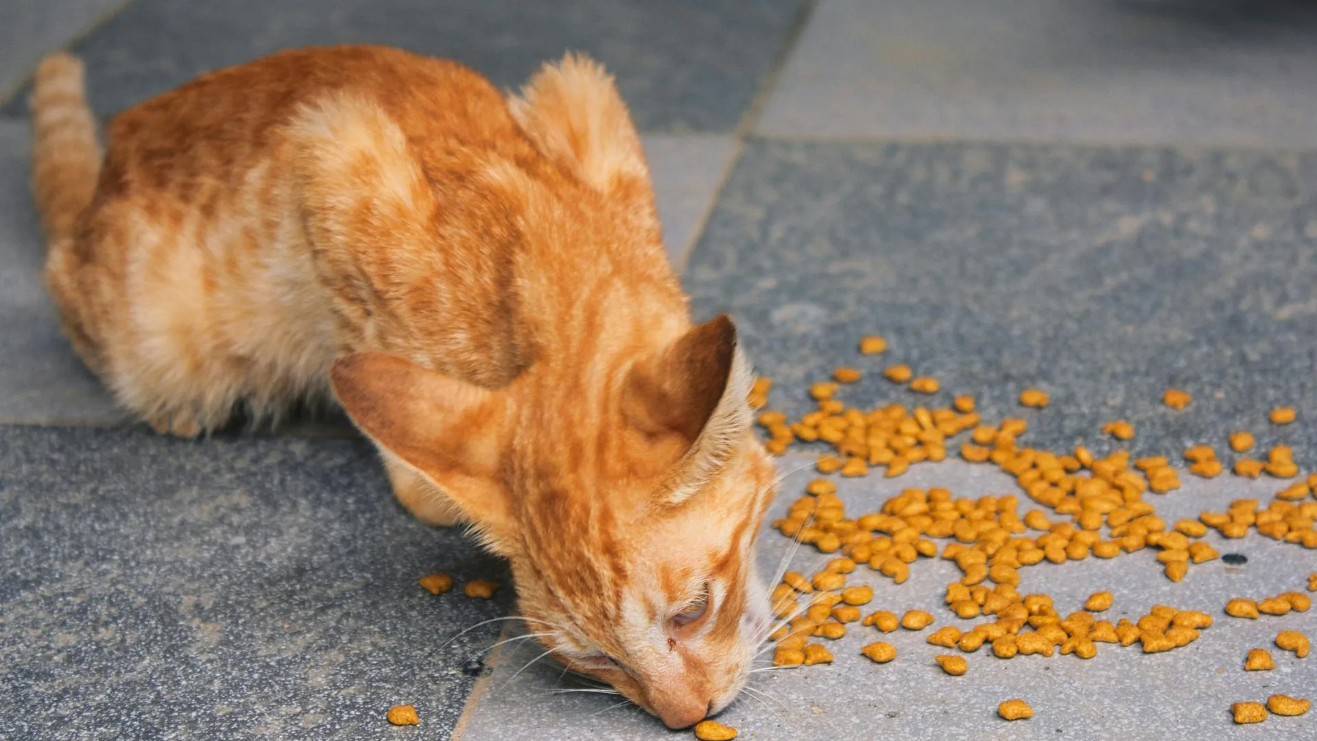 Производитель кошачьего корма опроверг информацию об отравлении животных свинцом
