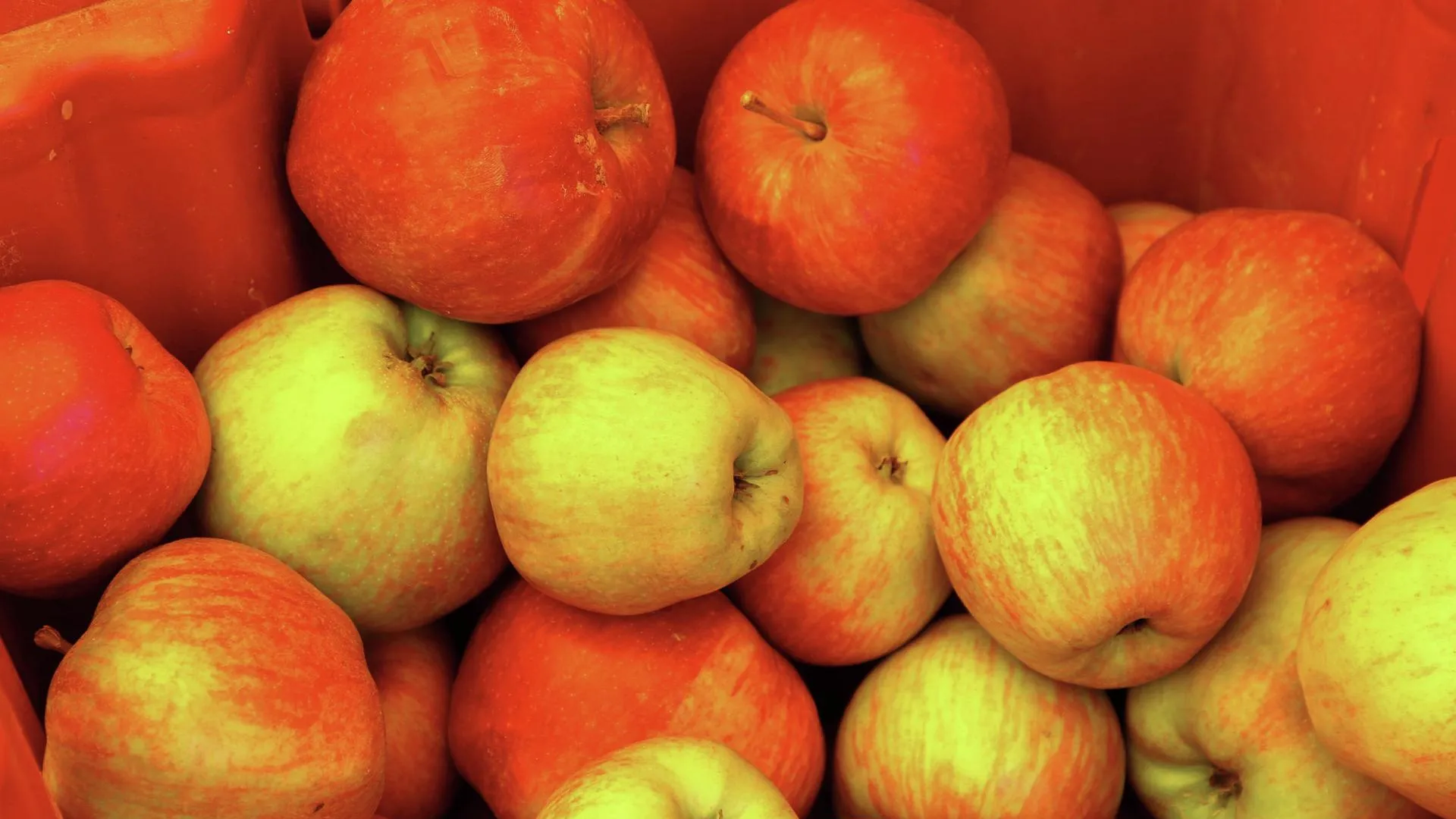 В Россию запретили ввозить яблоки и груши из Белоруссии