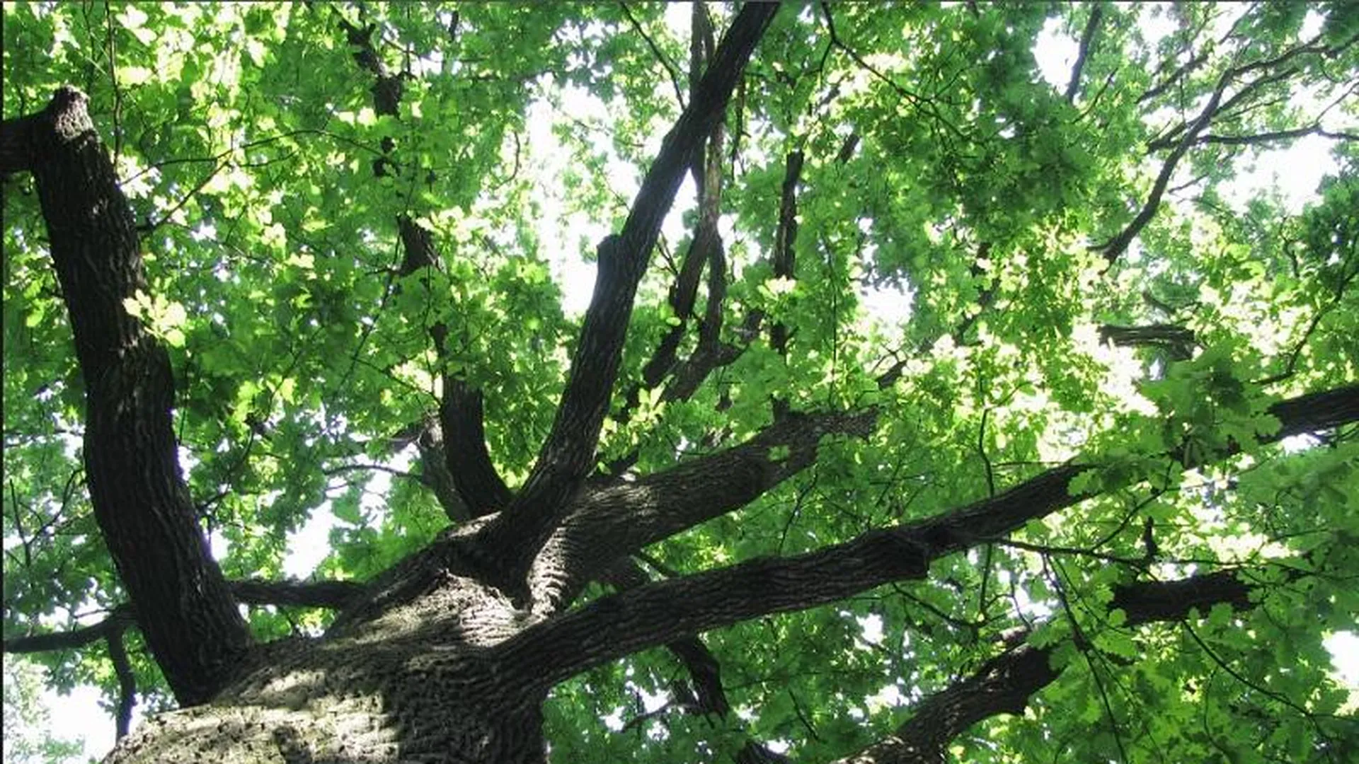 В лесу росло 99 красивых дубков. Как сделать задачу в лесу росло 99 красивых дубков. Росток дуб черешчатый. Молодой дуб. В лесу росло 99 красивых дубков.