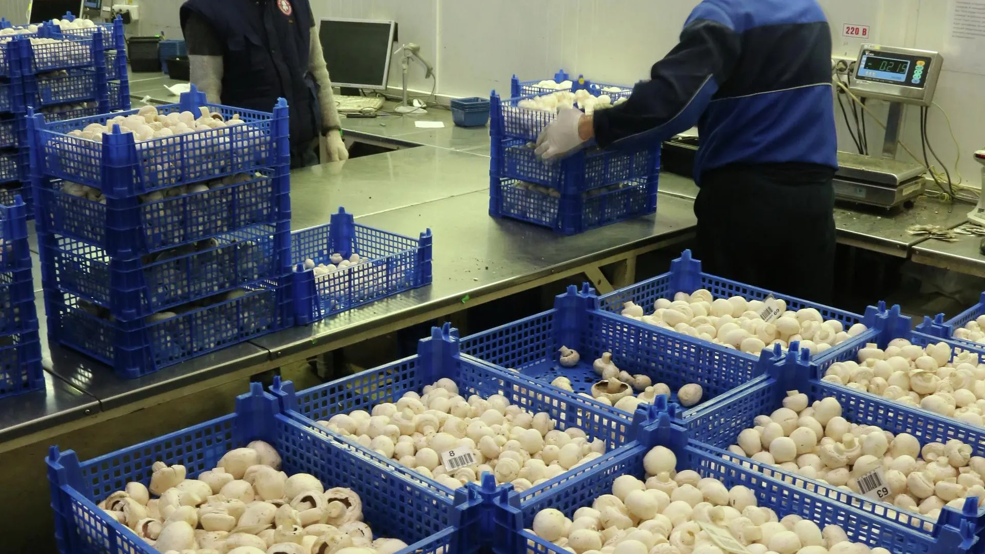 Порядка 5,5 тыс тонн грибов вырастили в Подмосковье в 2015 году