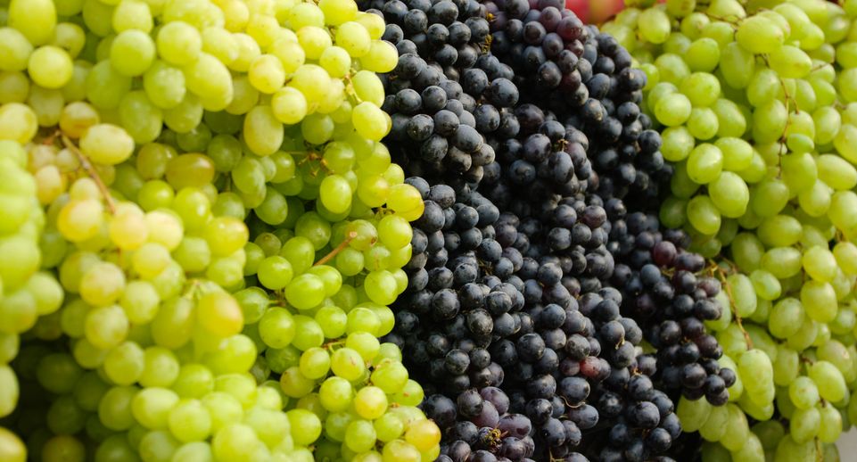 Диетолог: виноград и кисломолочные продукты могут вызвать сбои в работе ЖКТ