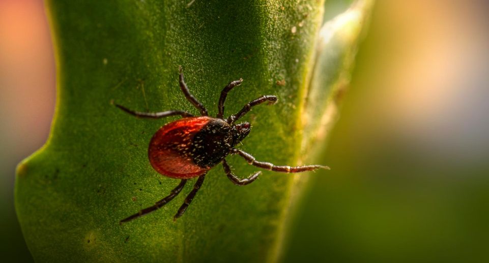 Врач Радаева: укусы насекомых могут вызвать боррелиоз и болезнь Лайма