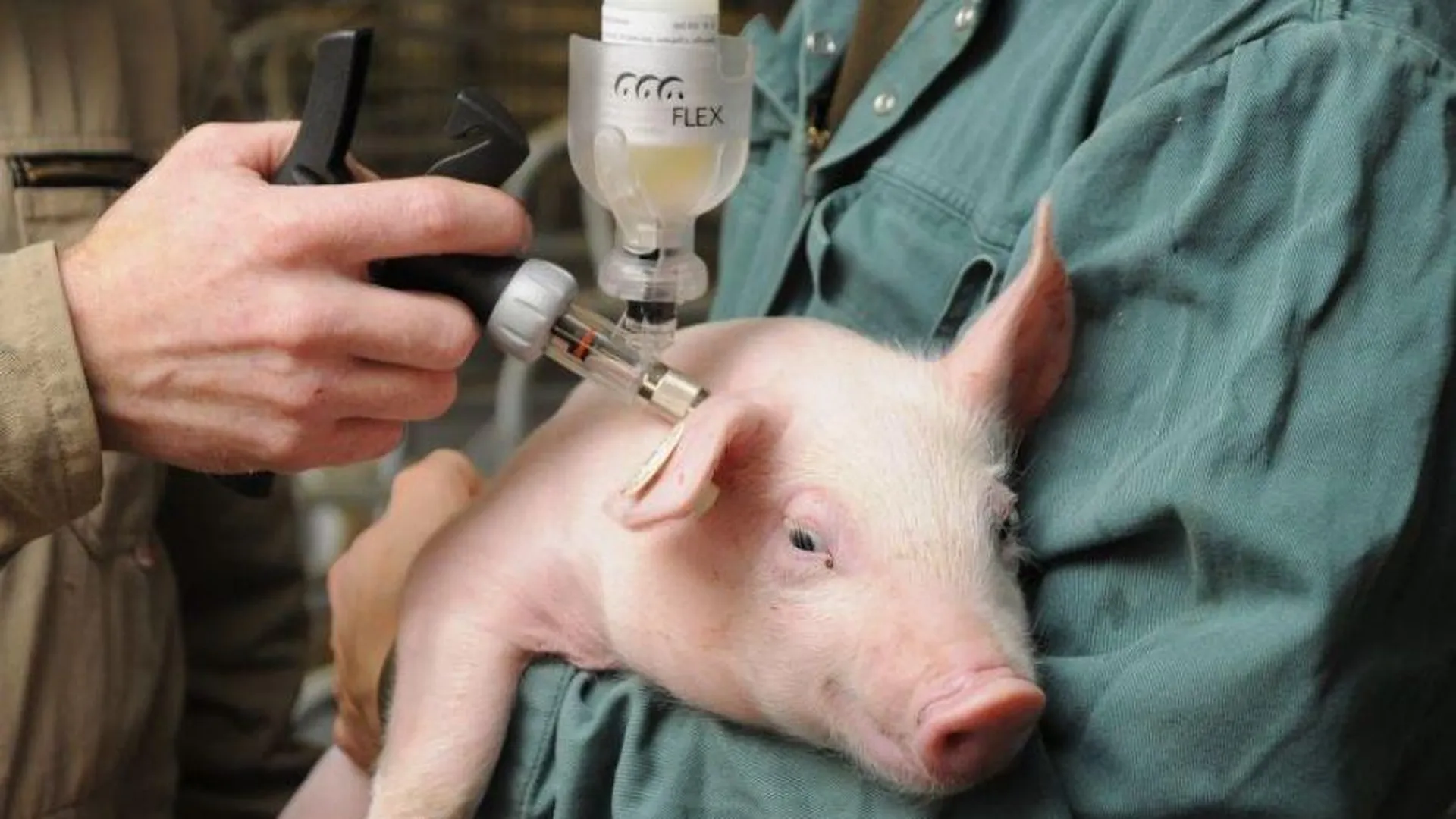 Выездная вакцинация животных от бешенства пройдет в округе Шаховская в марте