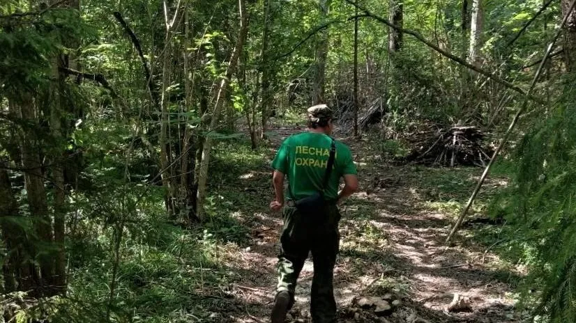 Более 40 га леса вблизи деревни Антоновка в Истре приведут в порядок