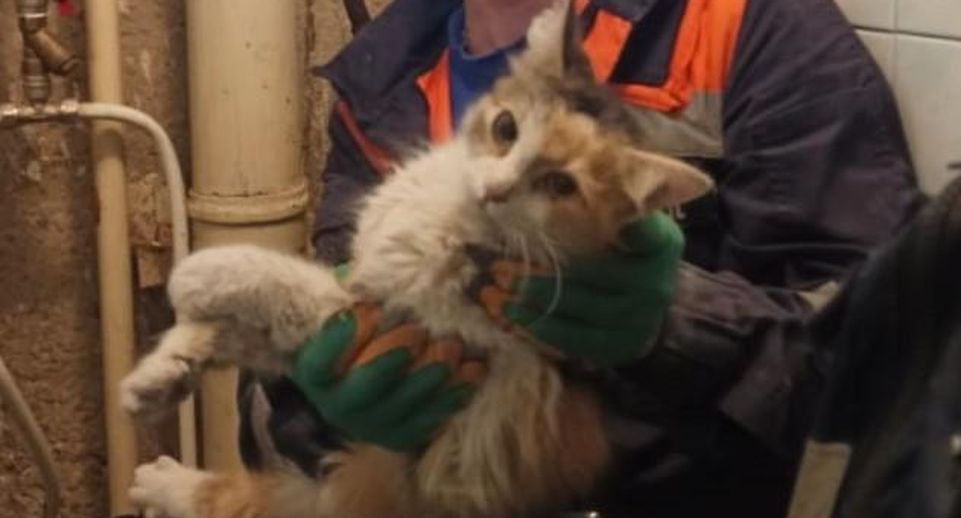 Работники «Мособлпожспаса» в Сергиевом Посаде спасли застрявшую в вентиляции кошку