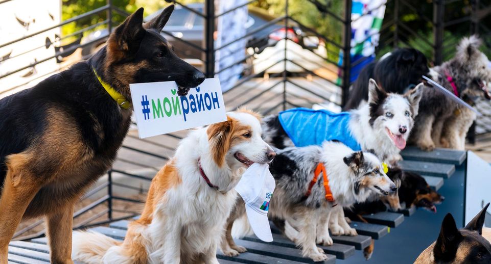 В столице подготовят еще 24 площадки нового типа для выгула собак