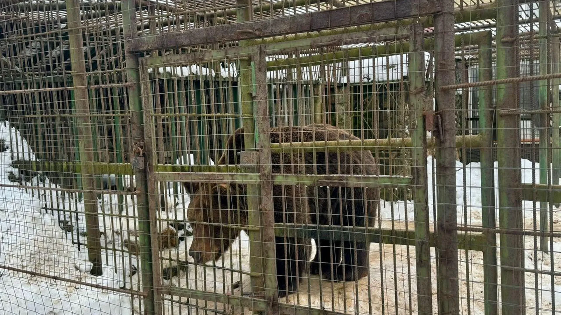 Огромный медведь разорвал работника кафе под Смоленском