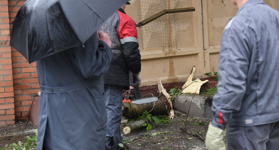 SHOT: спасатели в Москве достают водителя из автомобиля, на которое упало дерево