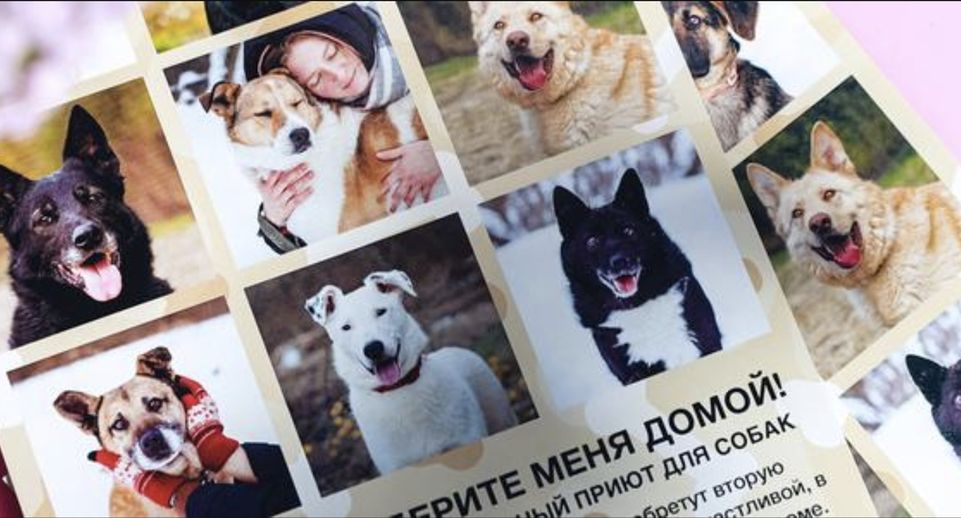 В Химках провели благотворительную акцию в поддержку животных из приютов