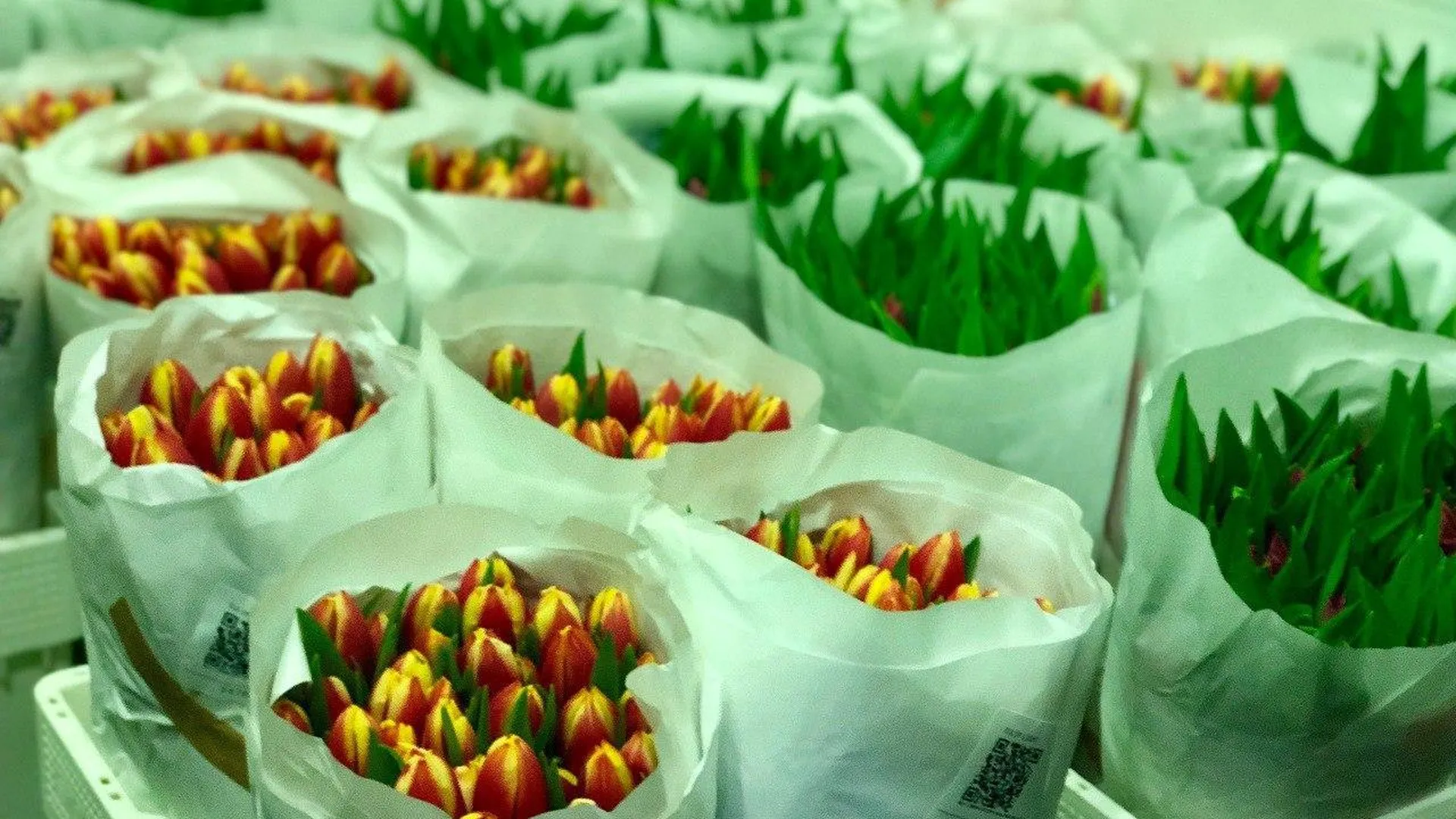 Тепличный комплекс Подмосковья вырастит 7 млн тюльпанов к концу зимы