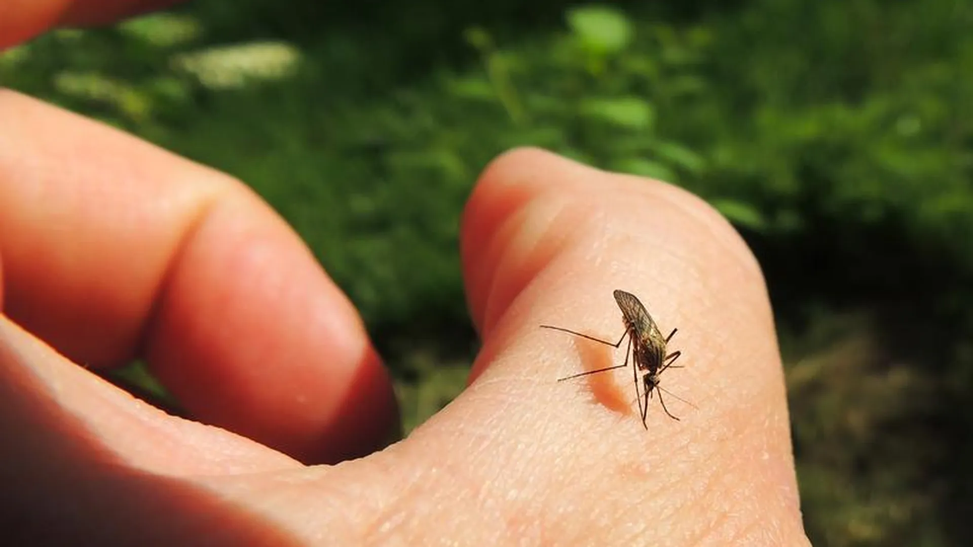 Ультразвук и запах лаванды: аллерголог рассказал, как защититься от комаров