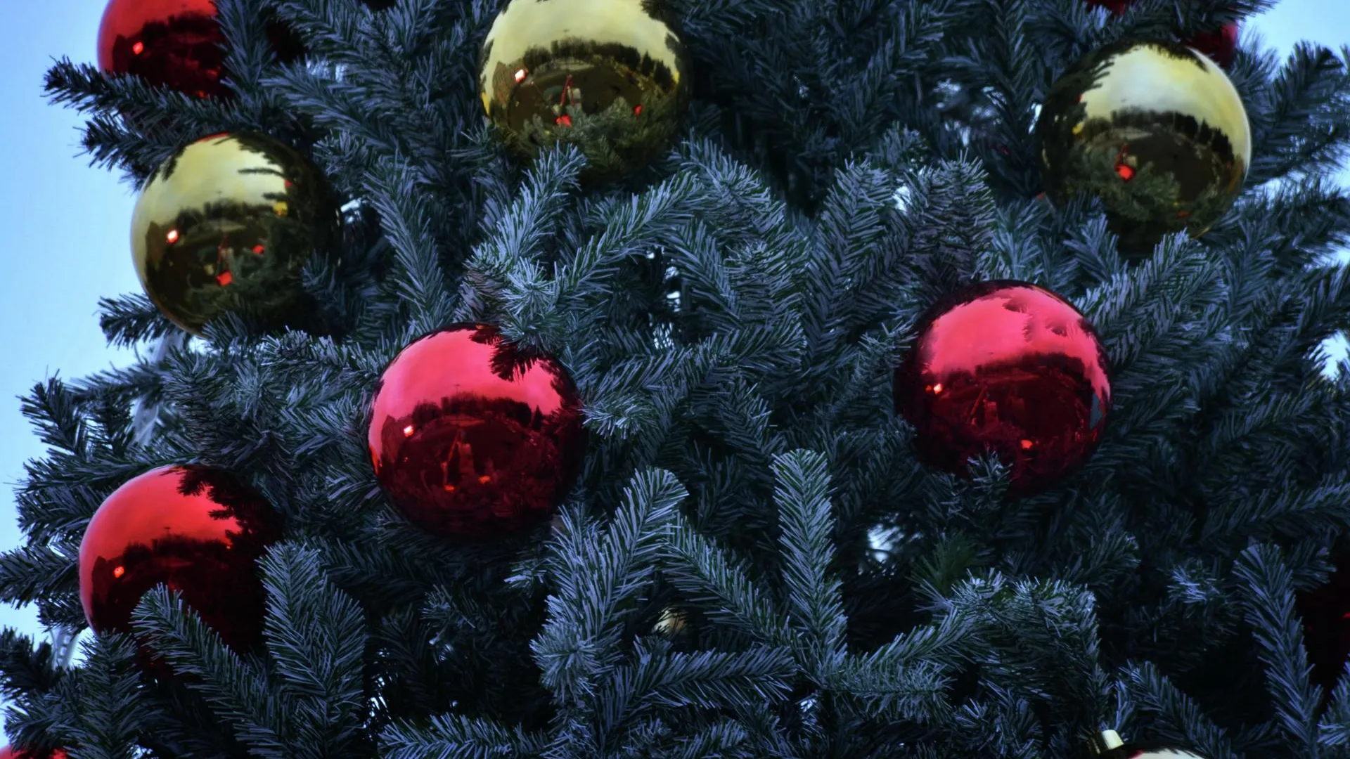 Власти Протвина могут приобрести новую елку к следующему Новому году