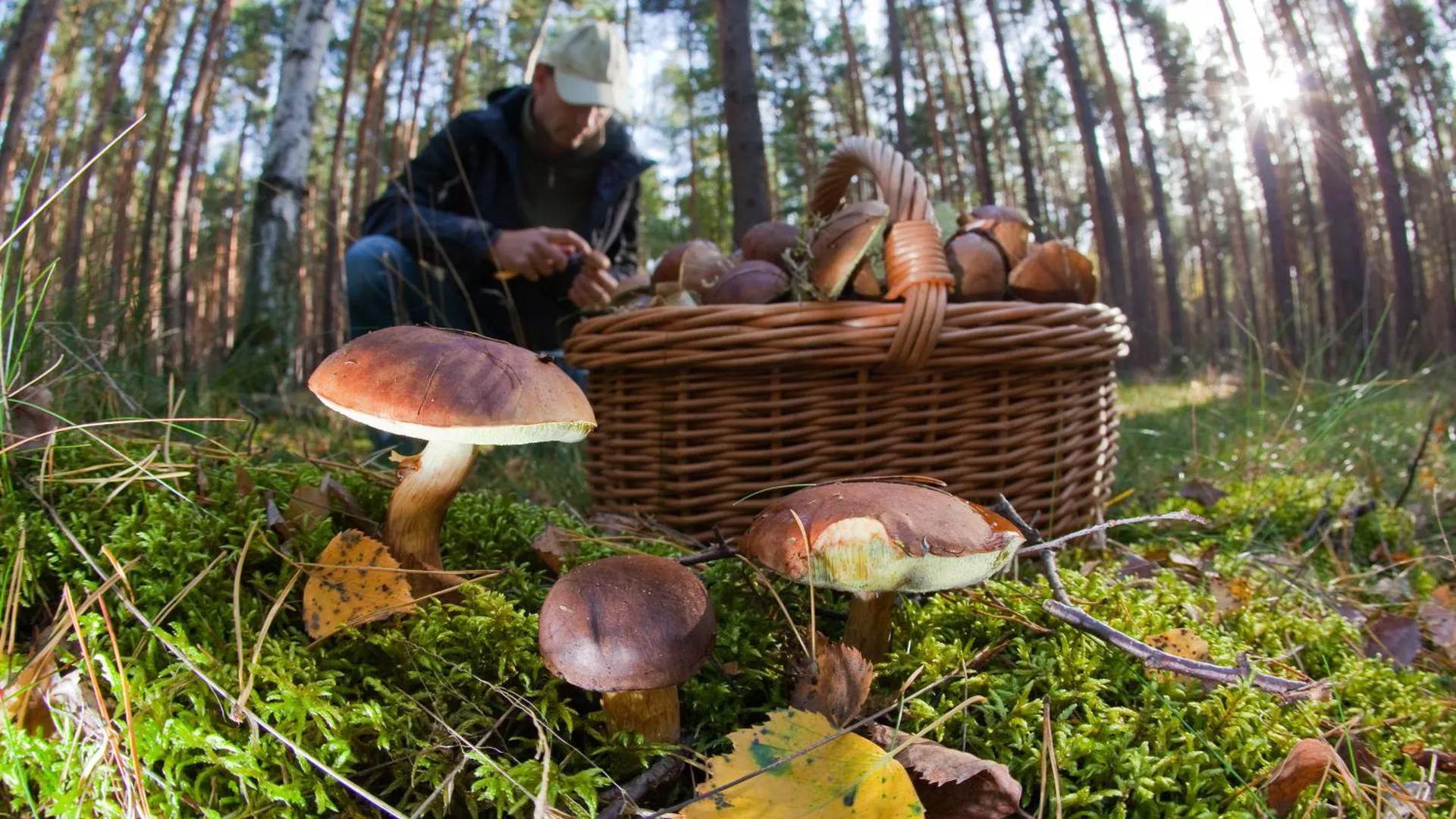 Где собирать грибы в Подмосковье в 2017 году