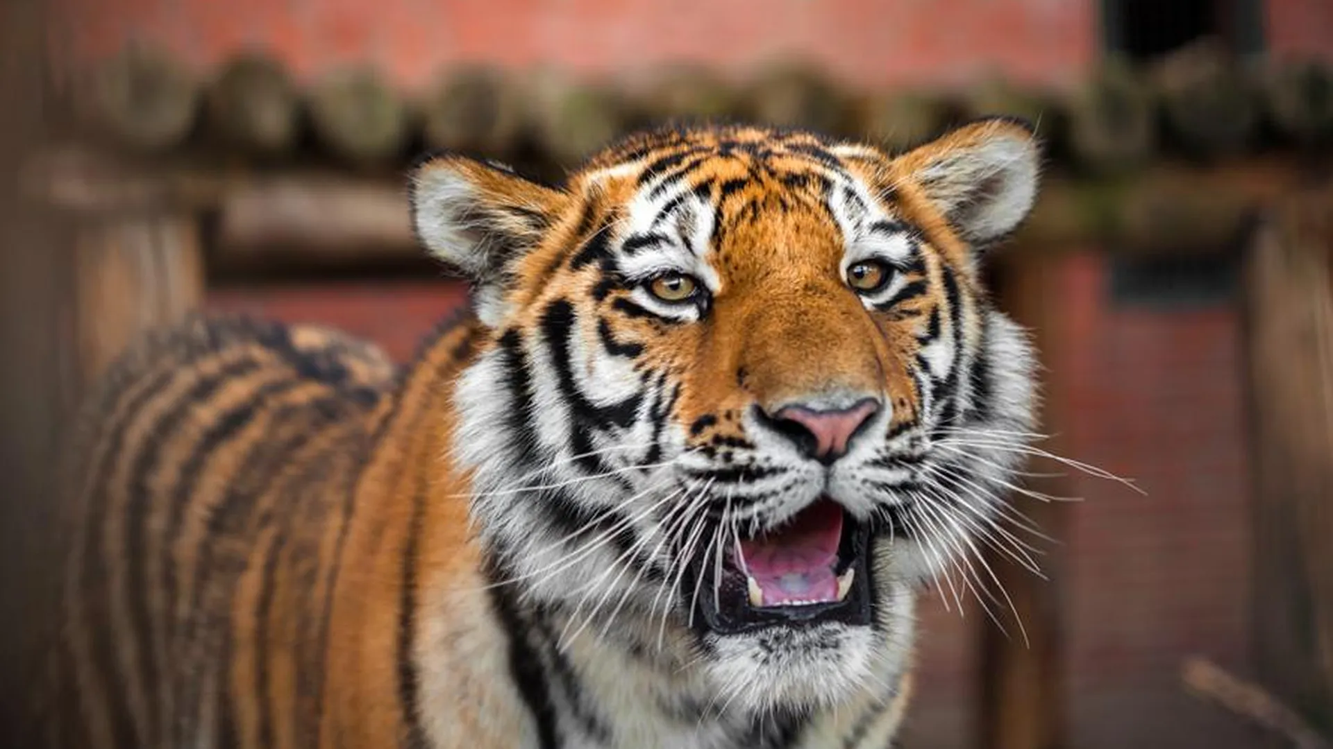 «Семейный чат» амурских тигров попал в объектив фотоловушки в Приморье